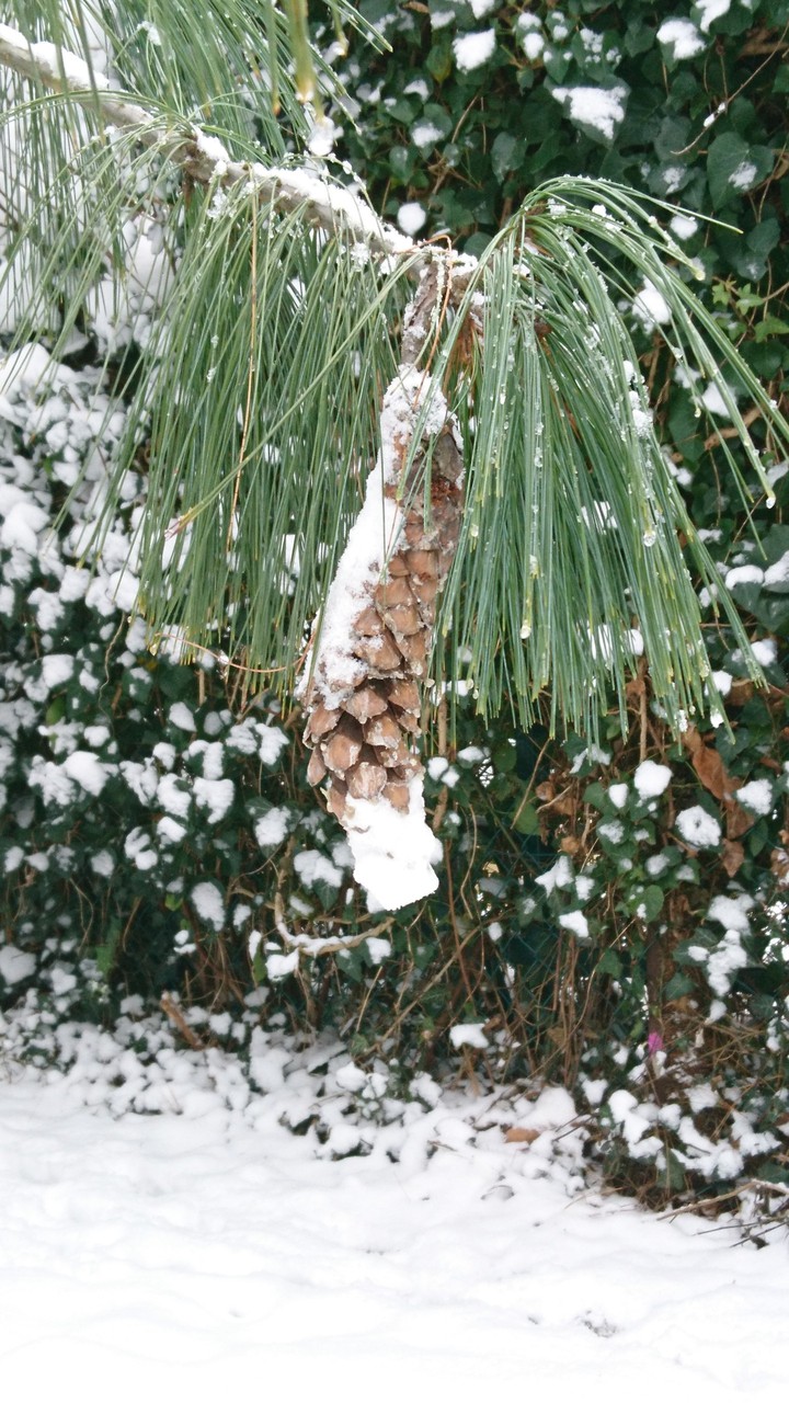 snow