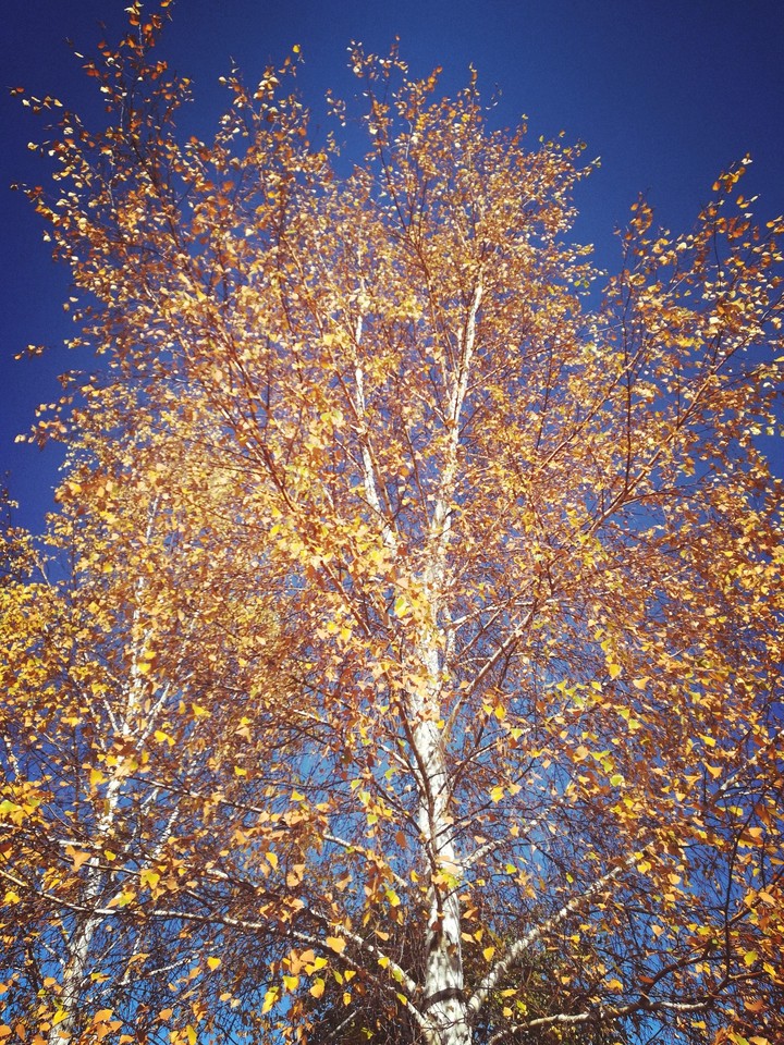 осенняя берёза, autumn birch