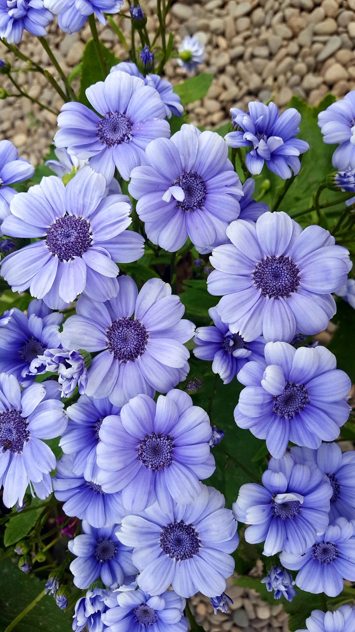 blue flowers for Noruz
