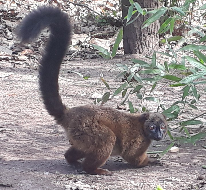 monkey
