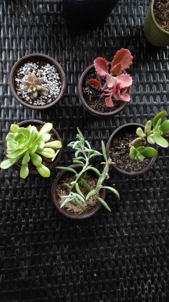 my lil babies