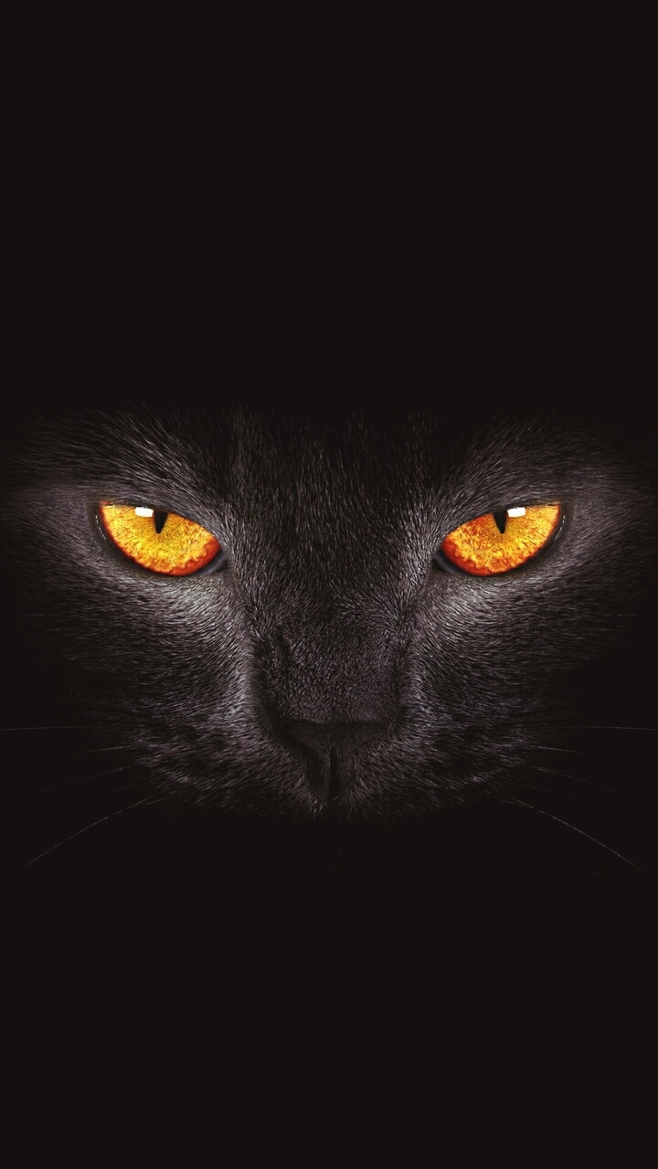 cat eys