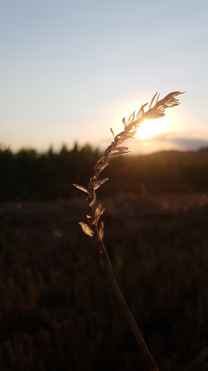 Sonne