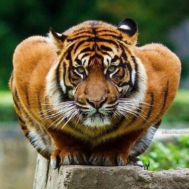 tiger