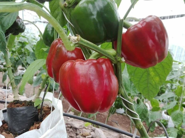 vegetable