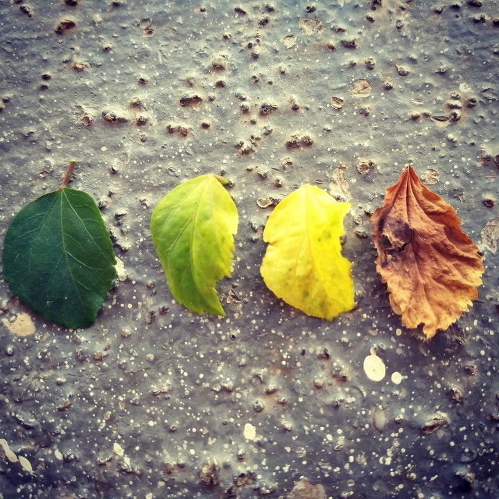 leaf