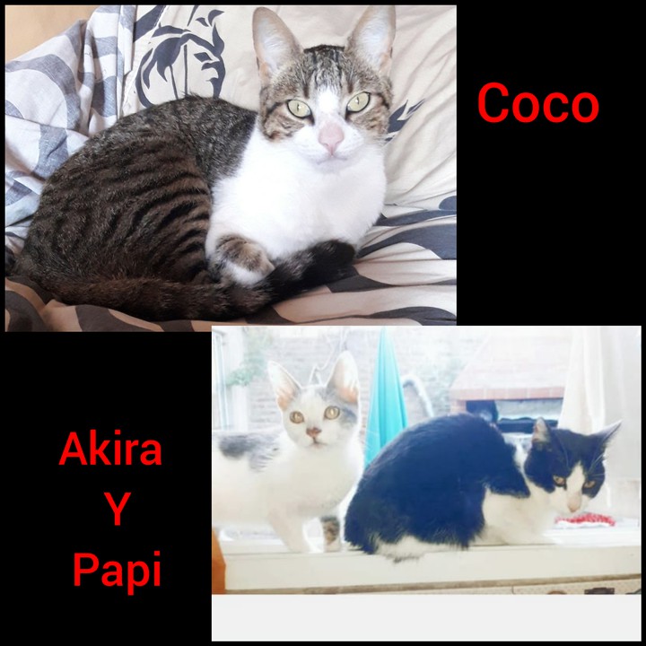 gatitos