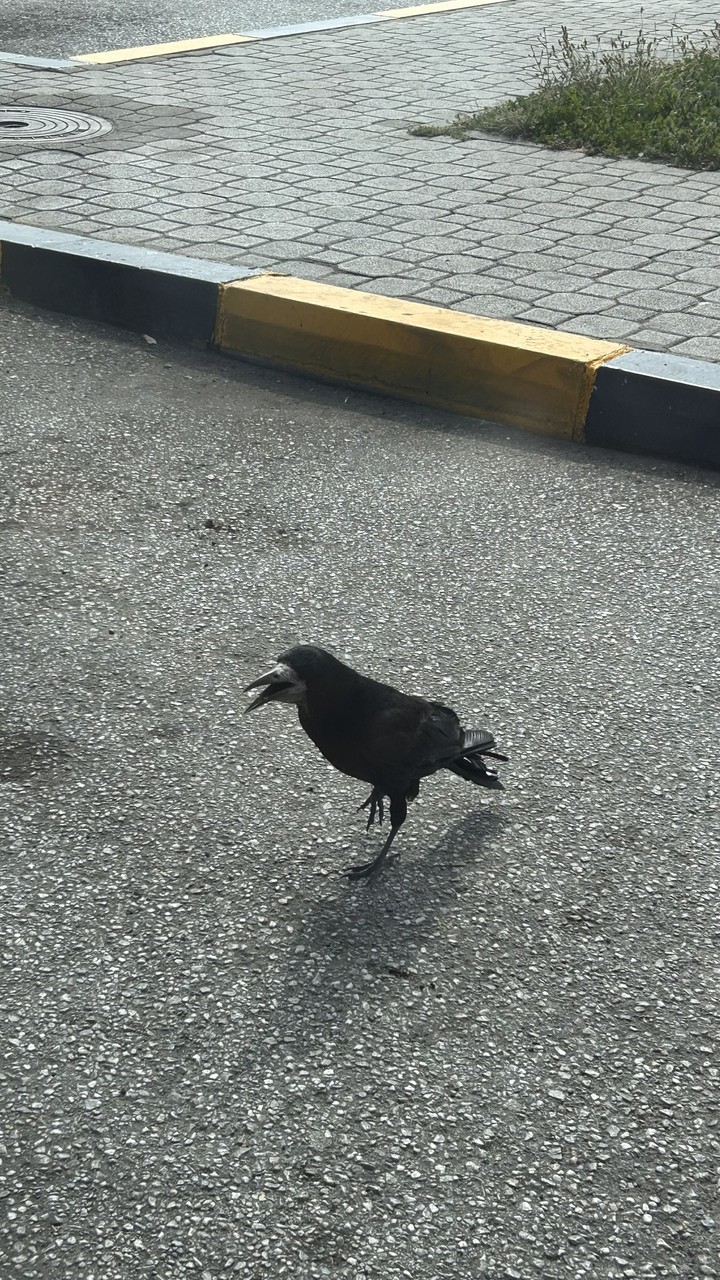 hình nền bird, vertebrate