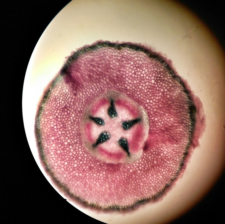 Root cells