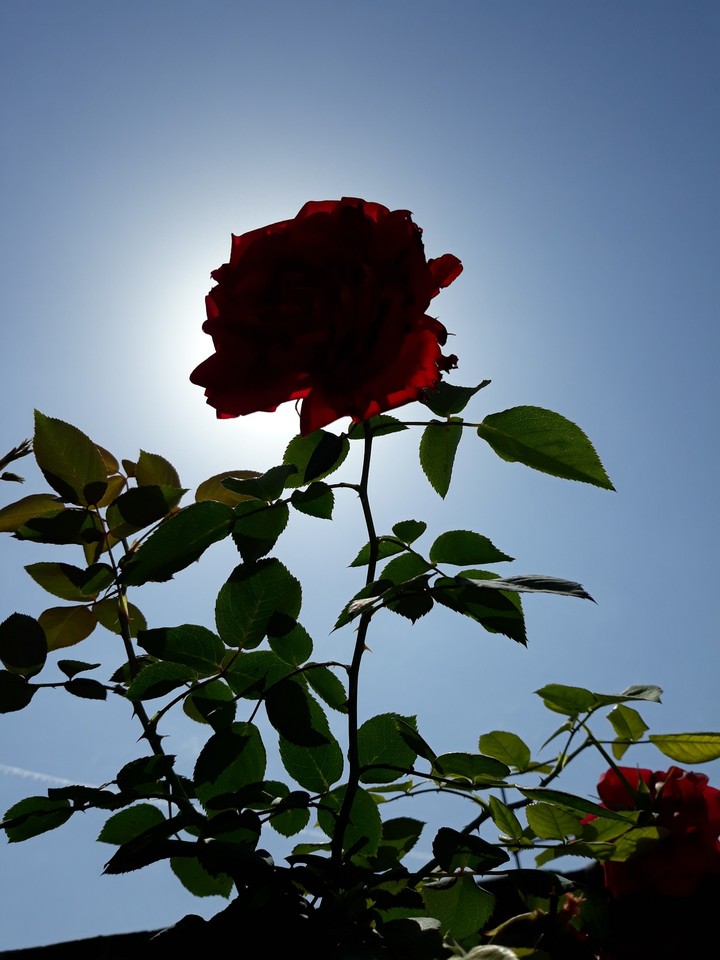 photo from my garden