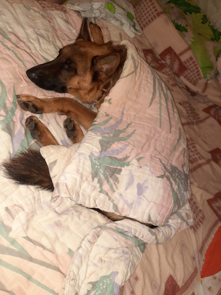 my dog likes to sleep on the bed