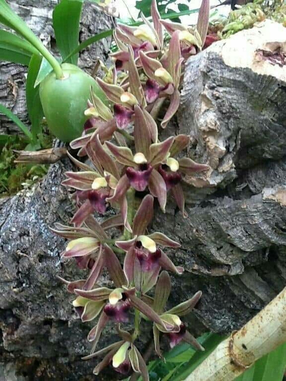 Beautiful Orchid