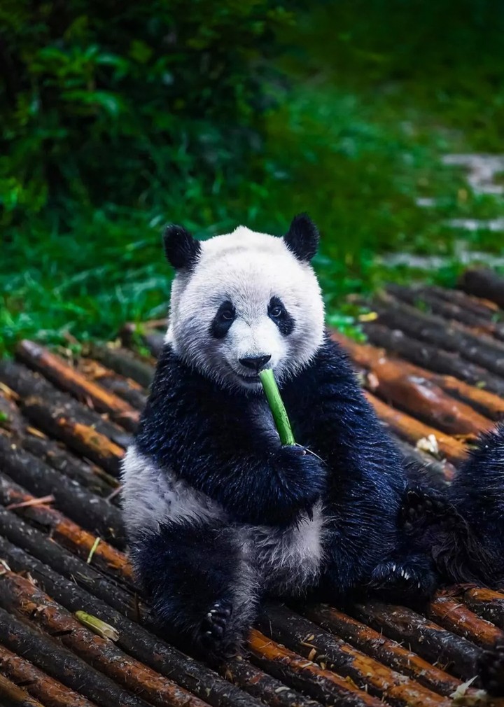 panda