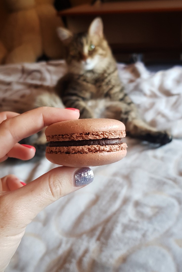 кот и сладости