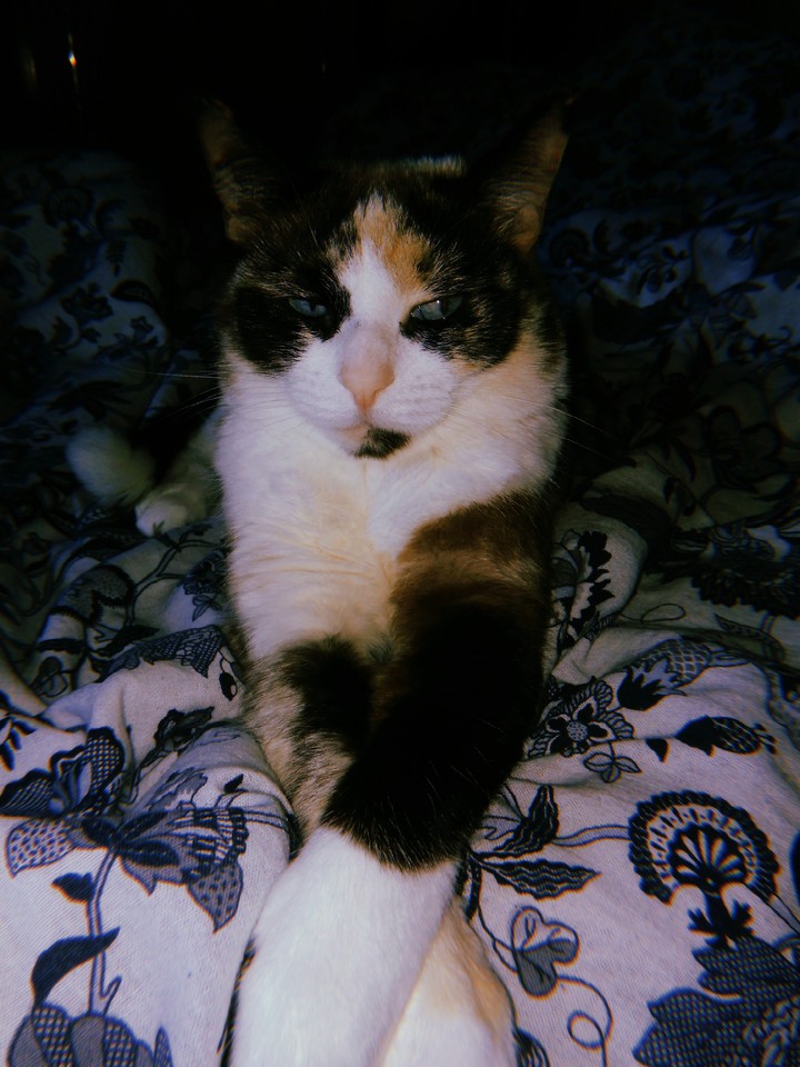 my cat, моя кошка