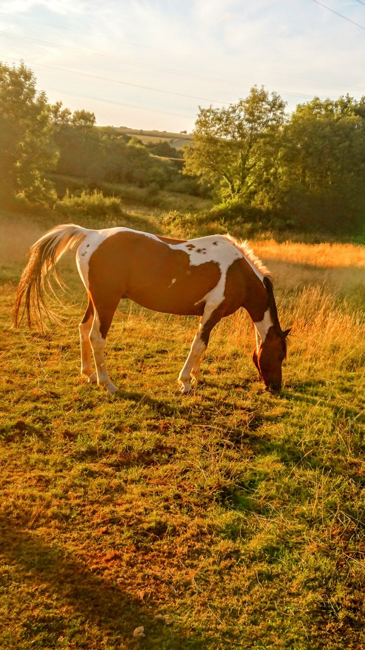 lovely colour in the early evening the sun settles down.