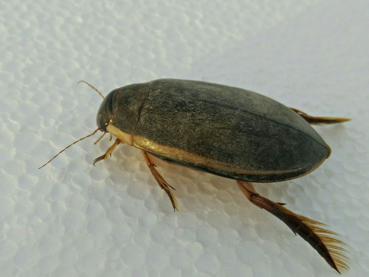 insecte