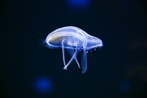 Aquarium life