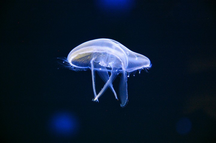 Aquarium life