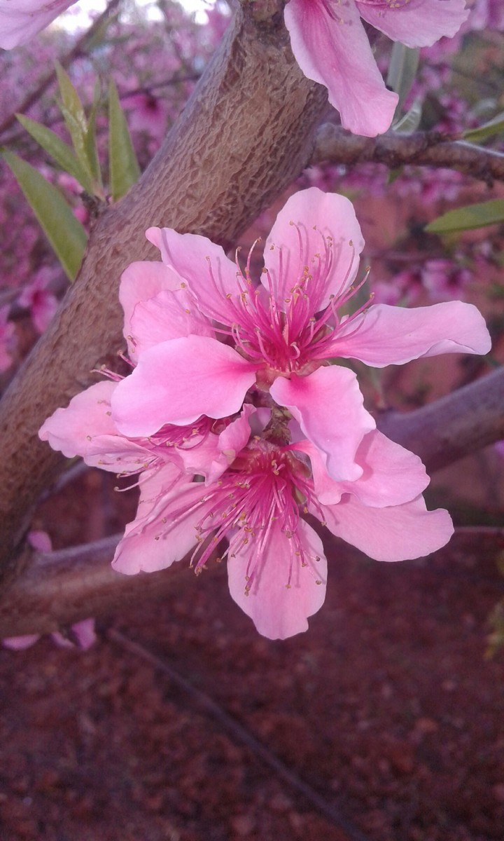 fleur. pêche