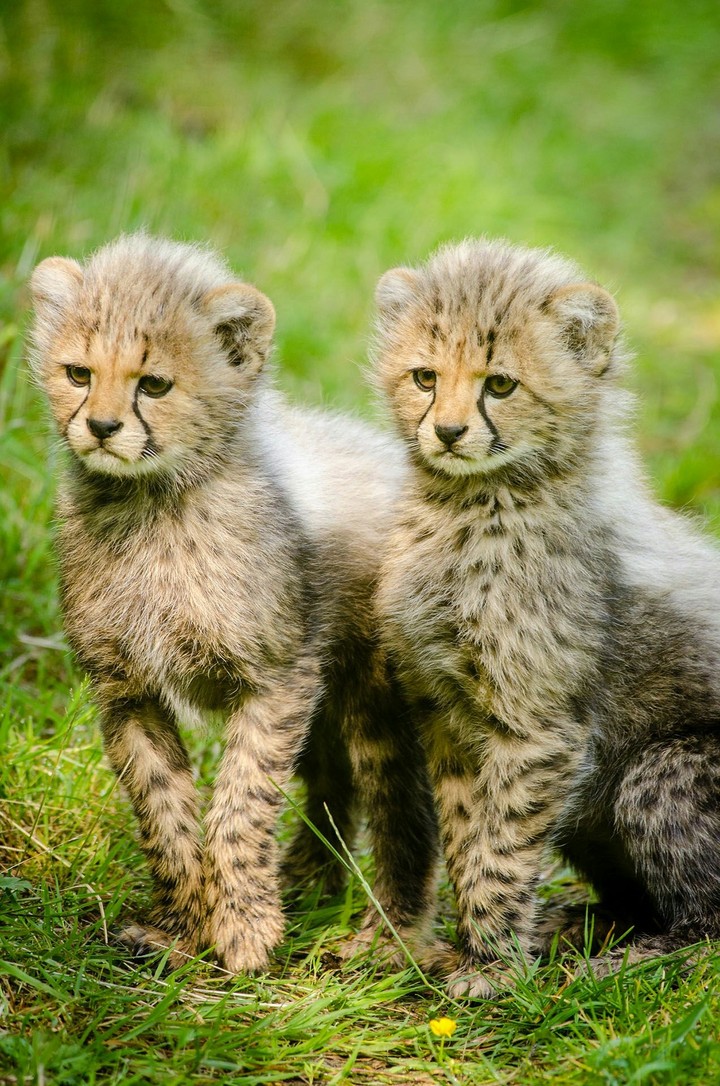 Twins....