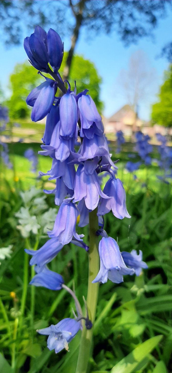 purple flower