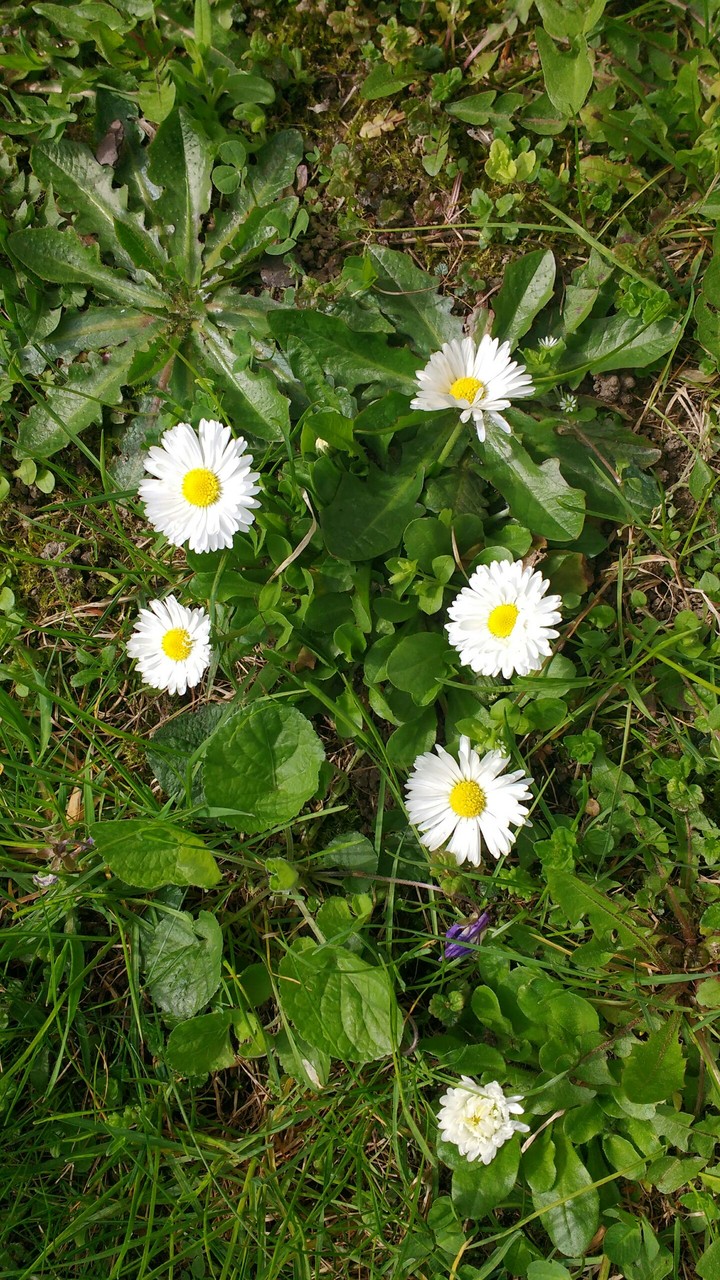 Cute daisies