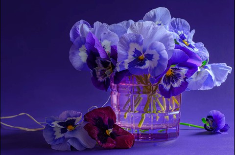 flower, purple achtergronden