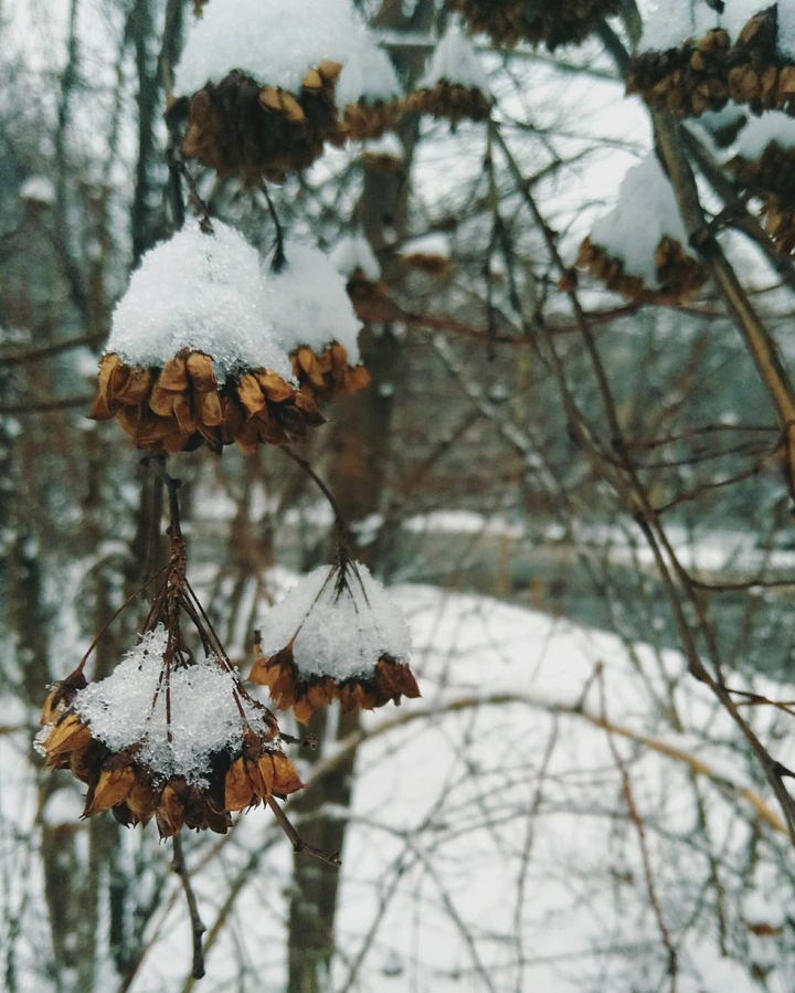 Winter, snow, garden