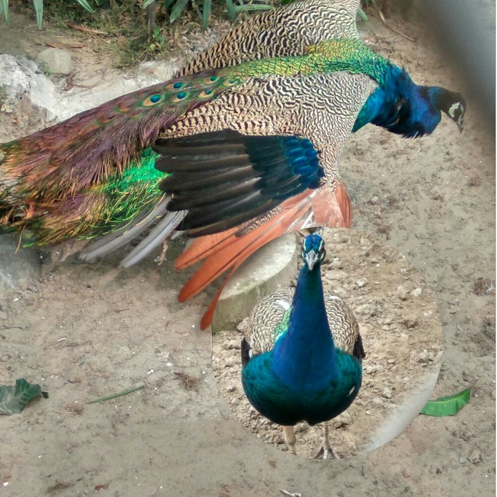 peacock