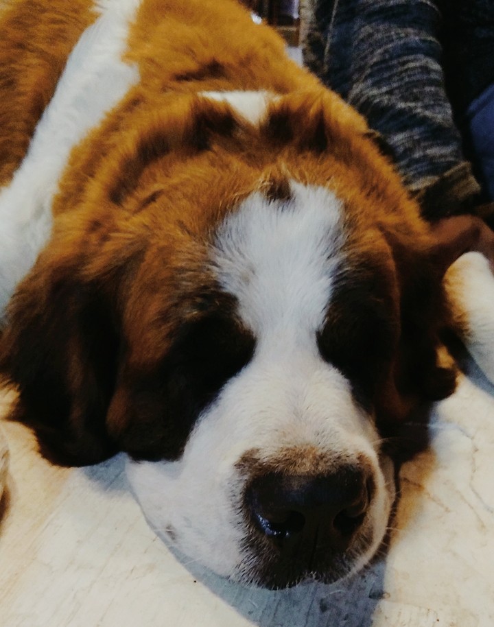 dog