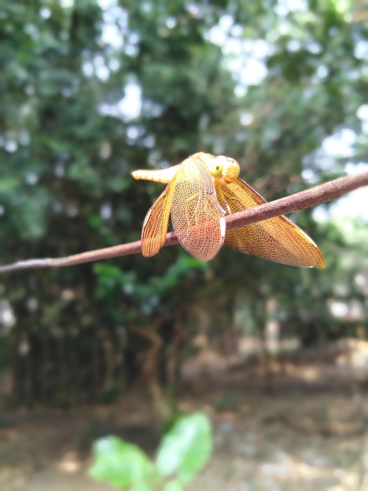 creation of nature