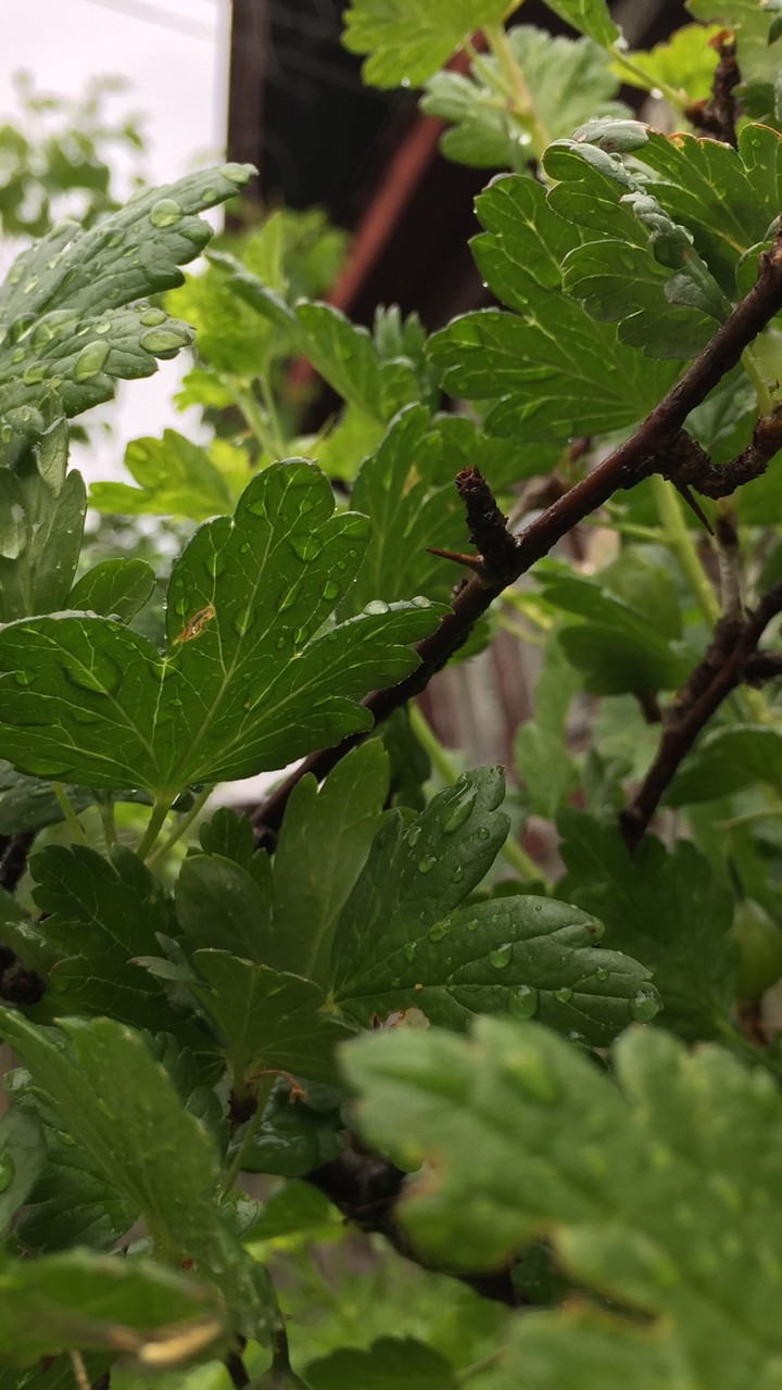 after rain