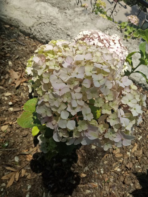 beehive of flowers