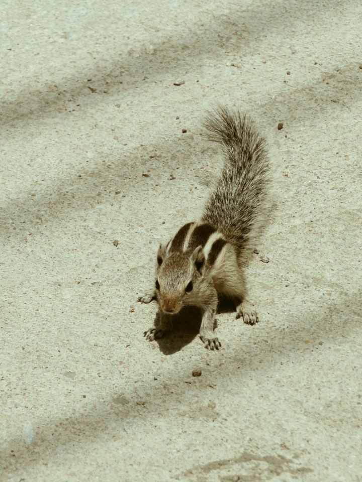 Squirrel on Street