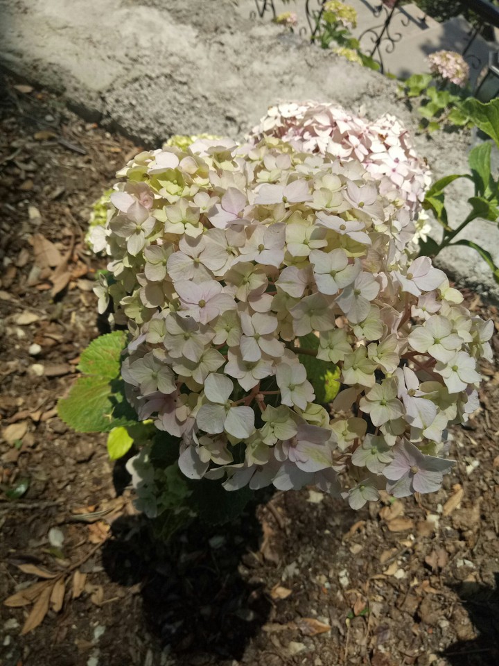 beehive of flowers