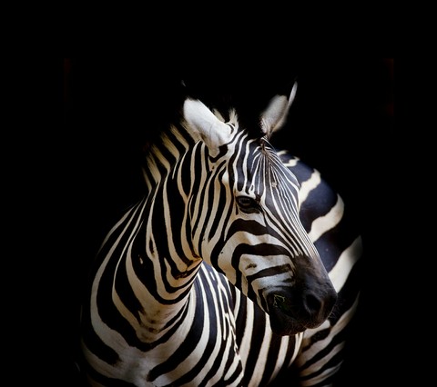 sfondi wildlife, organism