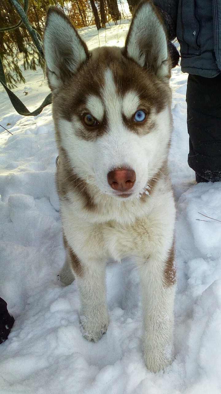 dog 