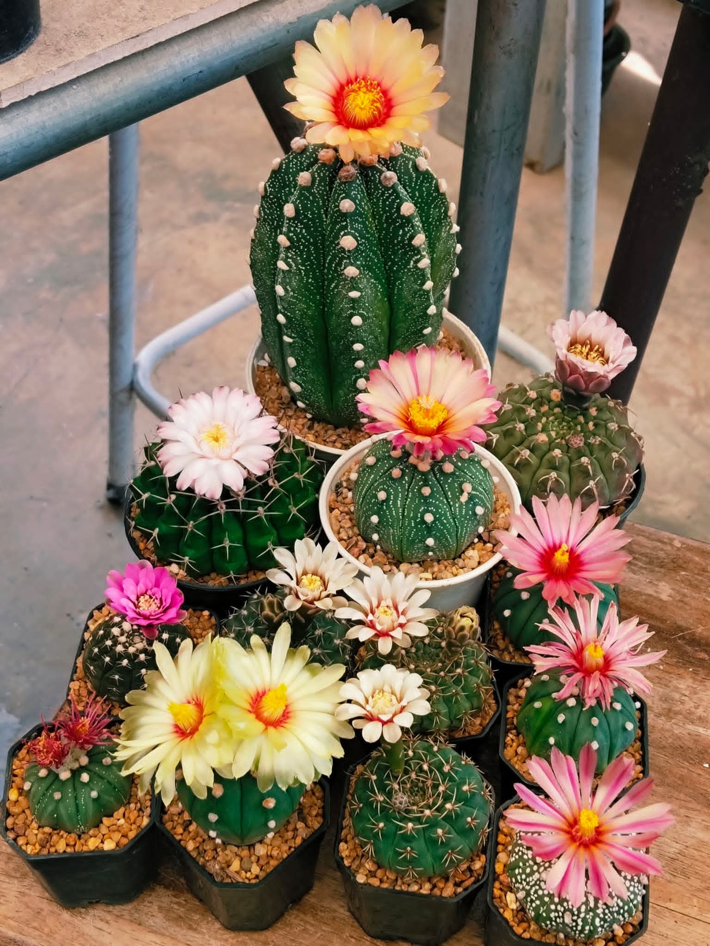 tapety Cactus, floristry