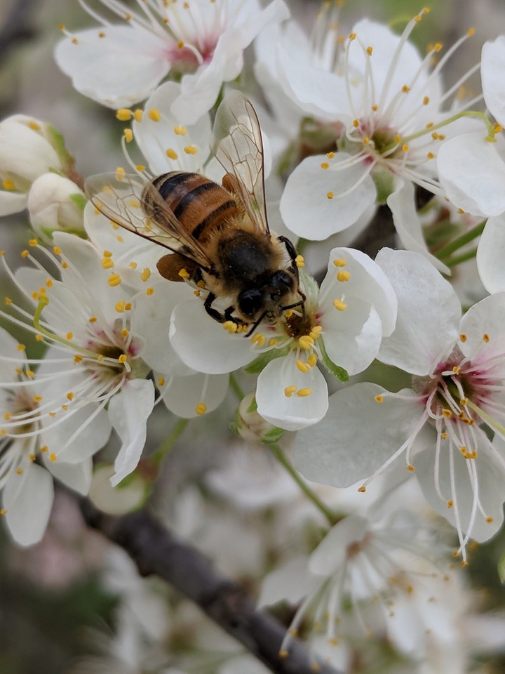 honeybee