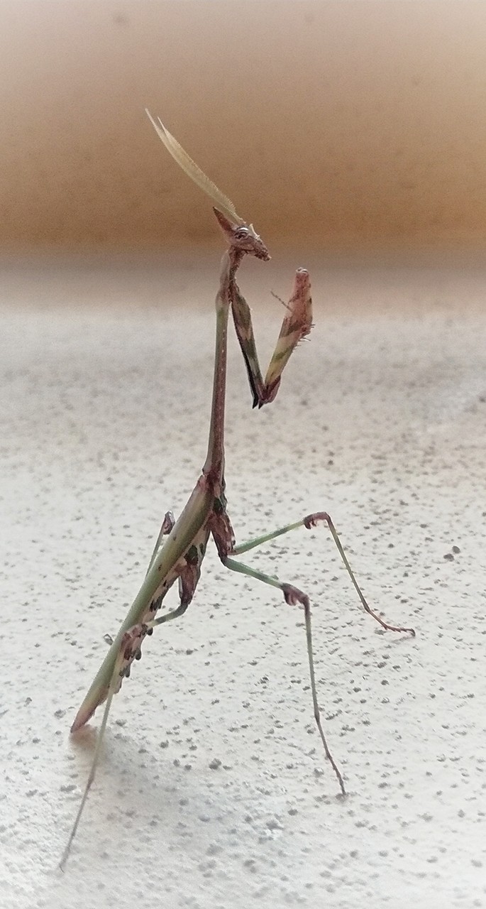 stick insect