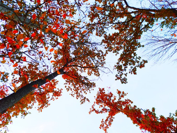 autumn