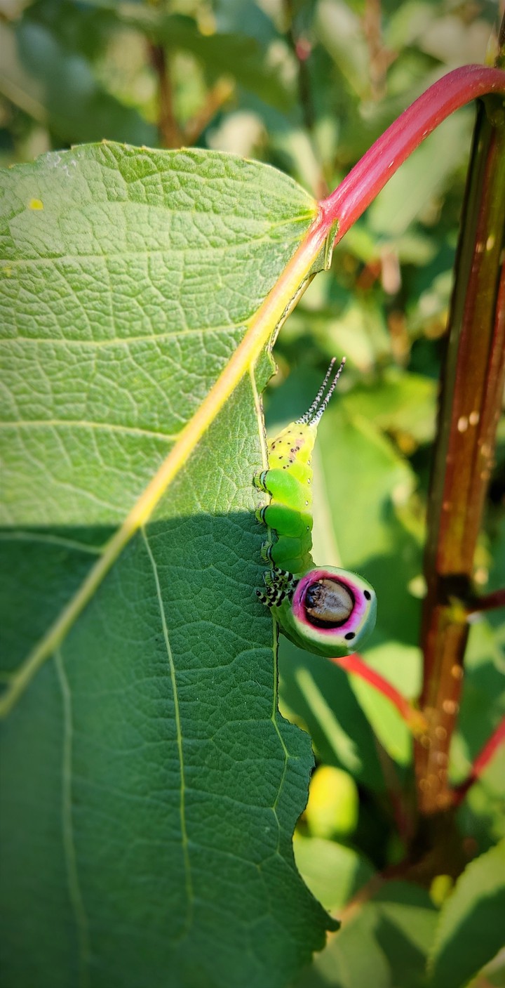 Гусеница Гарпии-вилохвоста, Caterpillar