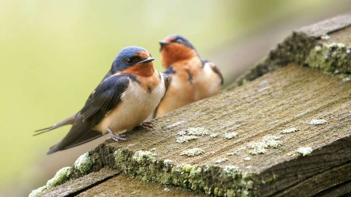 Sparrow