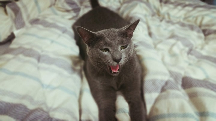Yawn of a cat