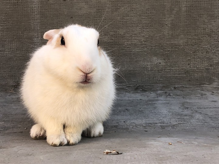 bunny