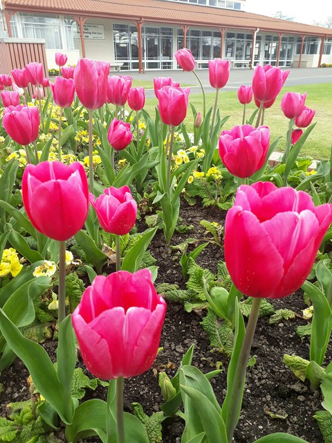 Tulips garden