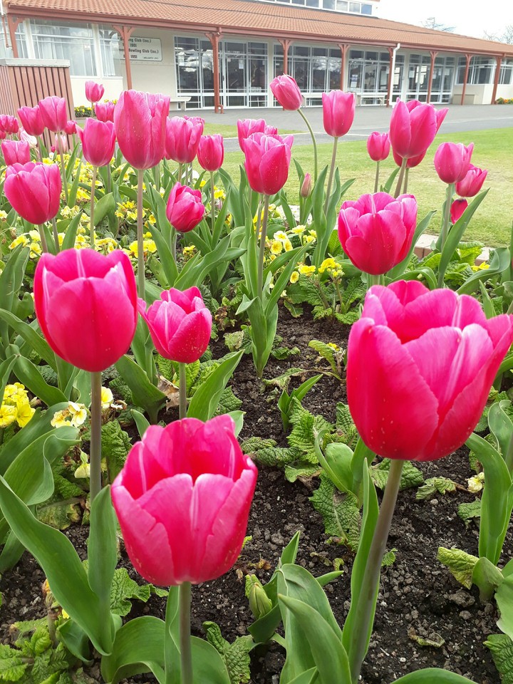 Tulips garden