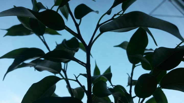 Fikus flower