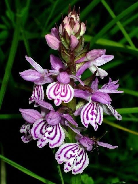 Purple flowers.